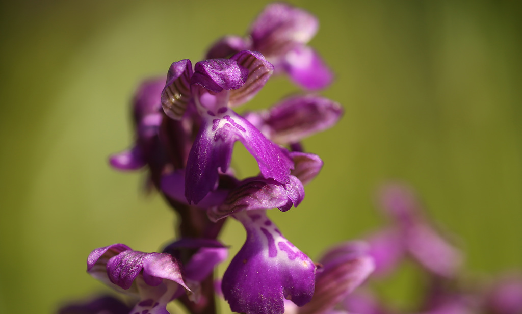 Green-veined Orchid