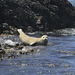 Harbor Seal