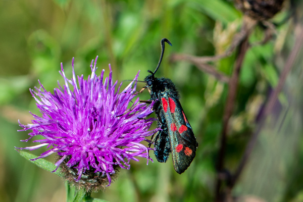 Six-spot Burnet Moth-DSD2501