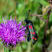 Six-spot Burnet Moth-DSD2501
