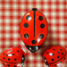 Conversation de coccinelles