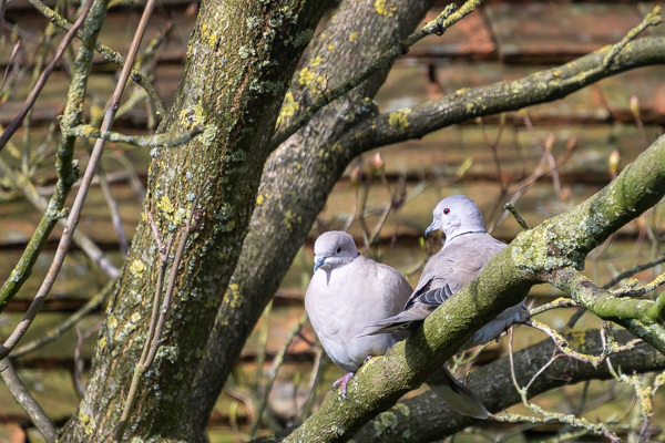 Collared Dove-DSZ0988