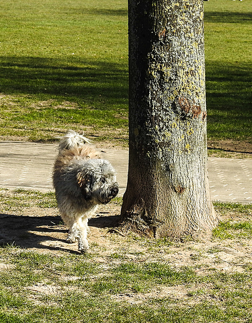 20220312 0320CPw [D~MI] Yoshi, Hundewiese, Hille