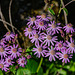 Tusilago de costa (Pericallis echinata) PiP