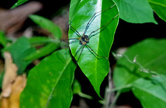 111 Harvestman Spider