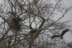 20160303 0131VRAw [D~BI] Graureiher (Ardea cinerea), Tierpark Olderdissen, Bielefeld