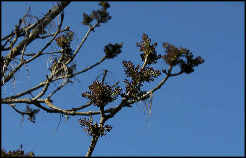 Floraison de Frêne  (1)