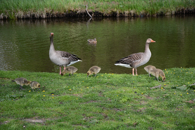 Denmark, Frederiksborg Castle Park, Goose Family Grazing on the Grass