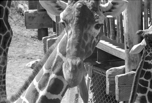 Giraffe, Cheyenne Mountain Zoo