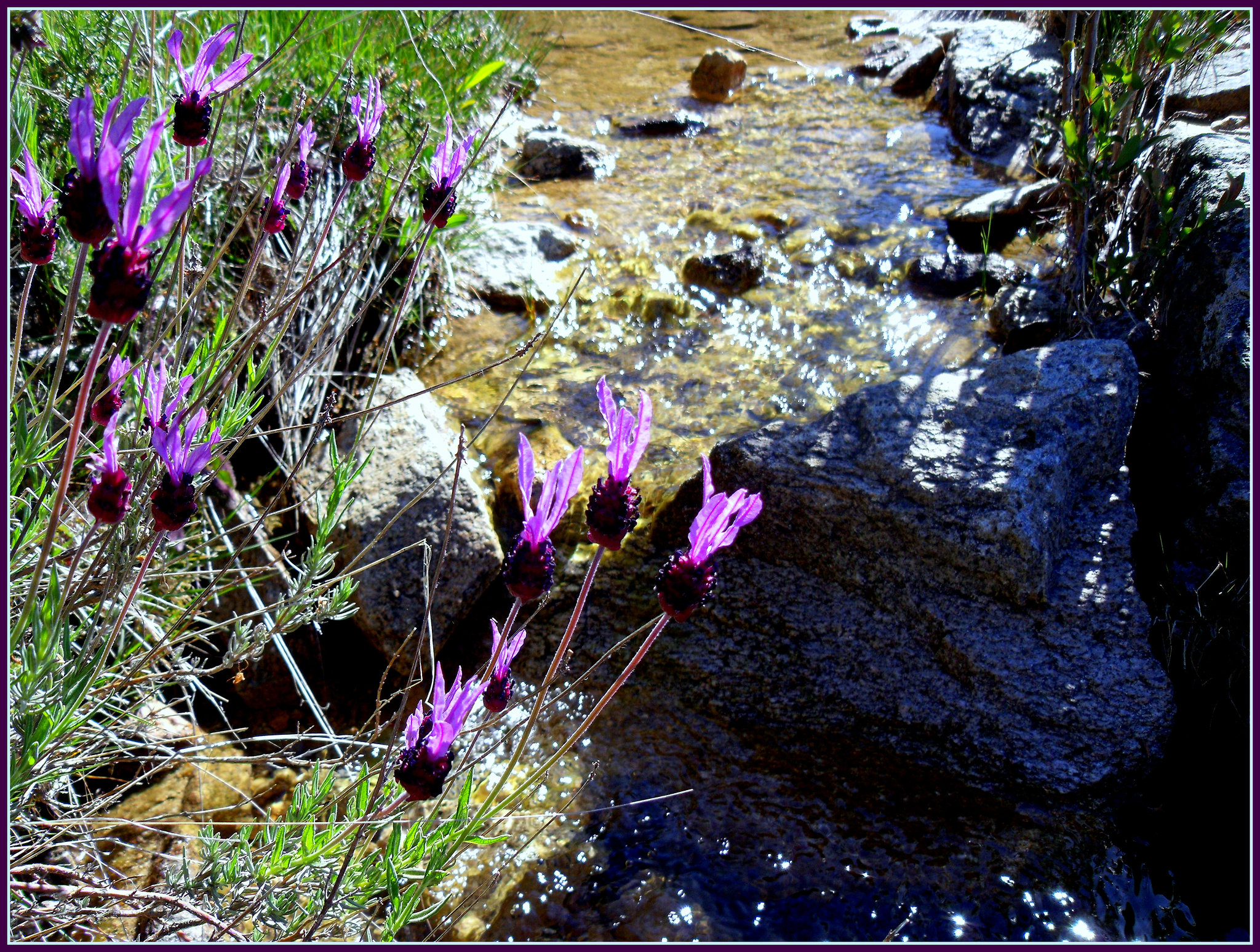 Spanish lavender and mountain stream