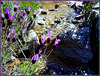 Spanish lavender and mountain stream