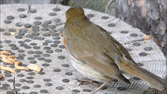 Robin with mealworms