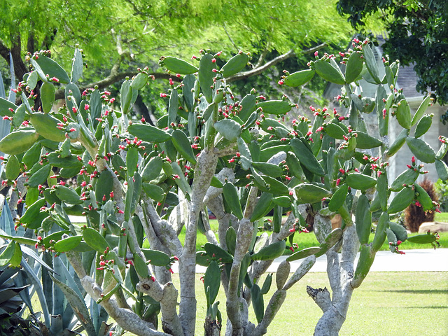 Day 4, cacti, Bishop City Park