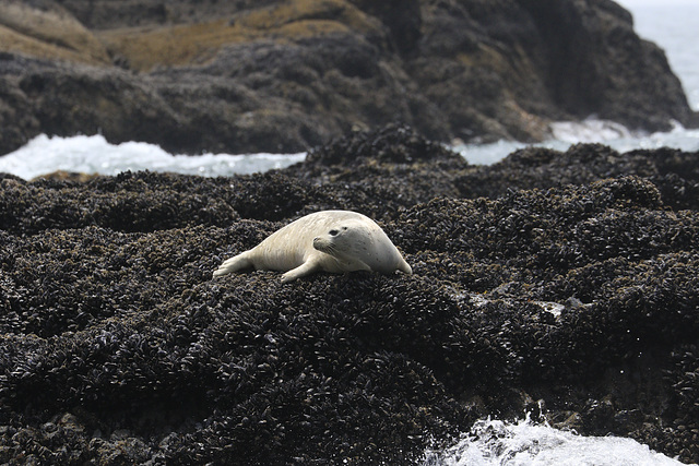 Harbor Seal