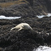 Harbor Seal