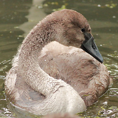 EOS 90D Peter Harriman 14 12 48 34880 cygnet dpp