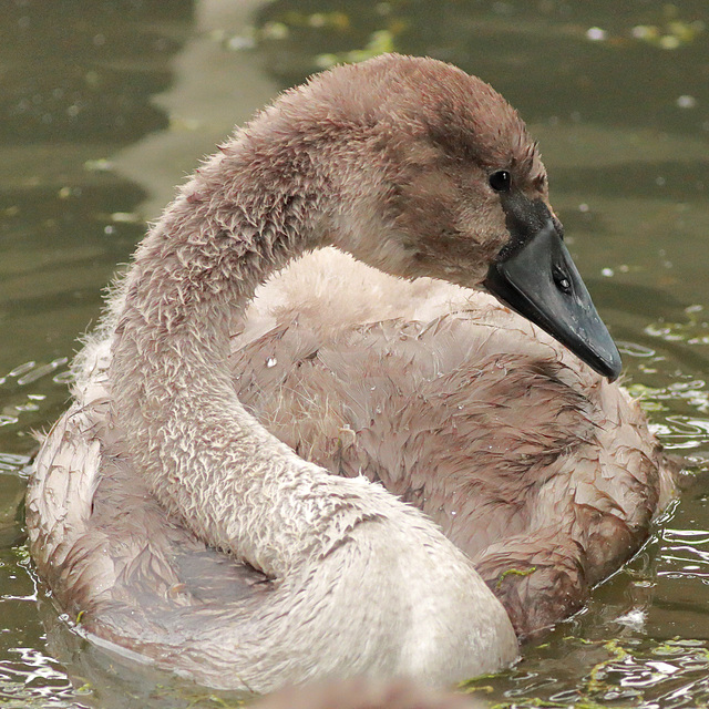 EOS 90D Peter Harriman 14 12 48 34880 cygnet dpp