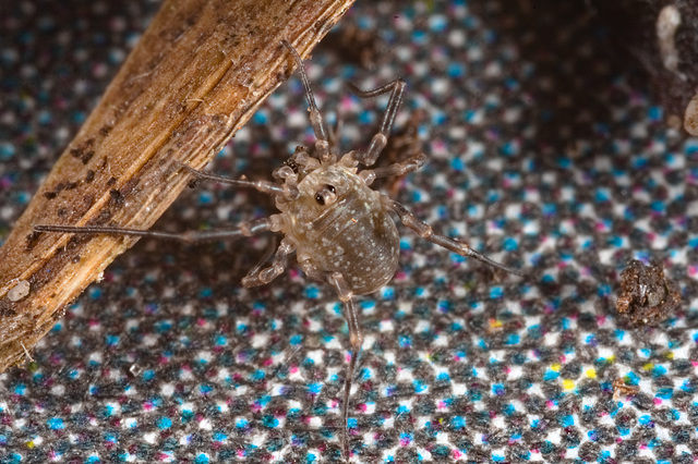 IMG 7736Harvestman