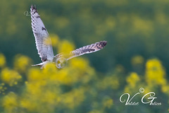 Hibou des marais