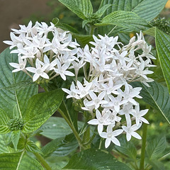 Thank you IMA team:) White flowers.