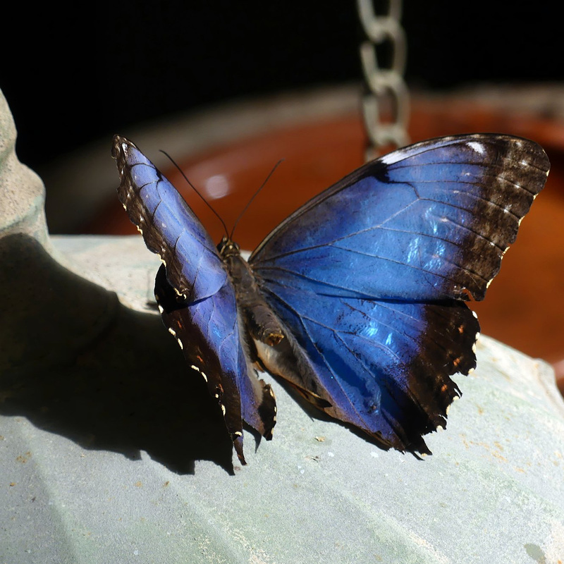 Terra Botanica
