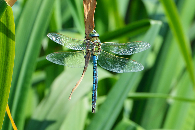 Blue Emperor m (Anax imperator) 2