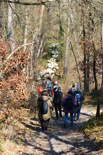 Transhumance du 15 mars 2016