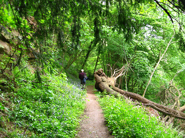 Bluebells on the ridge path above the River Worfe near Burcote House