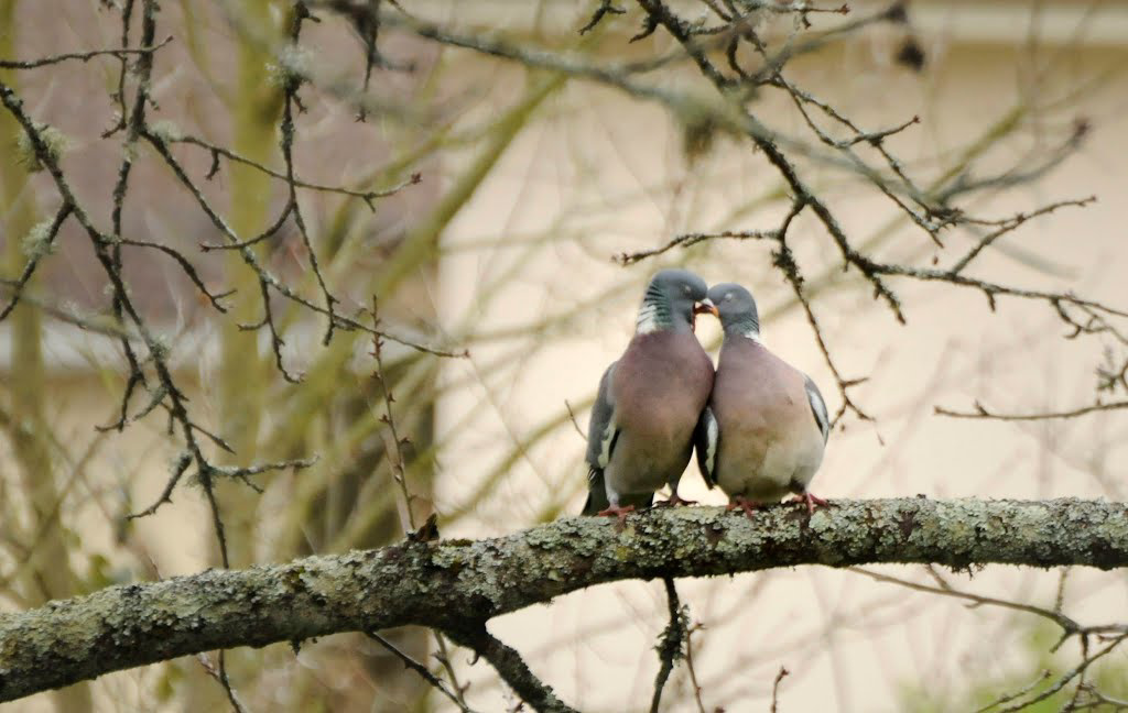 Palombe, amour