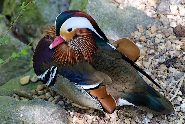 Un bien joli mandarin