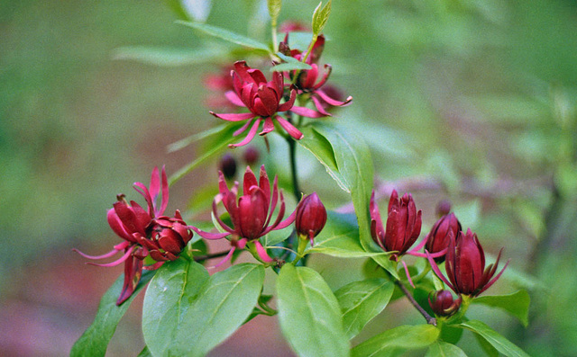 Carolina Allspice