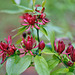 Carolina Allspice