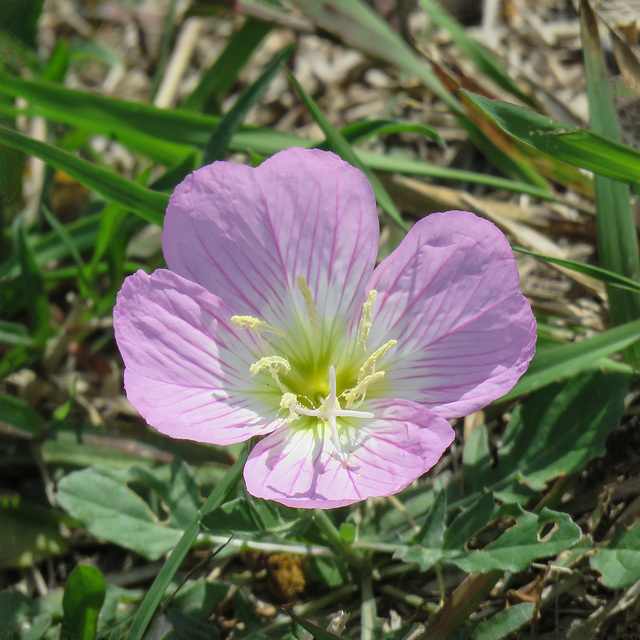 Day 4, Pink Evening Primrose, Bishop City Park