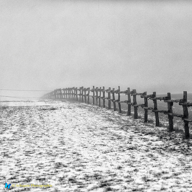 Fog Landscape