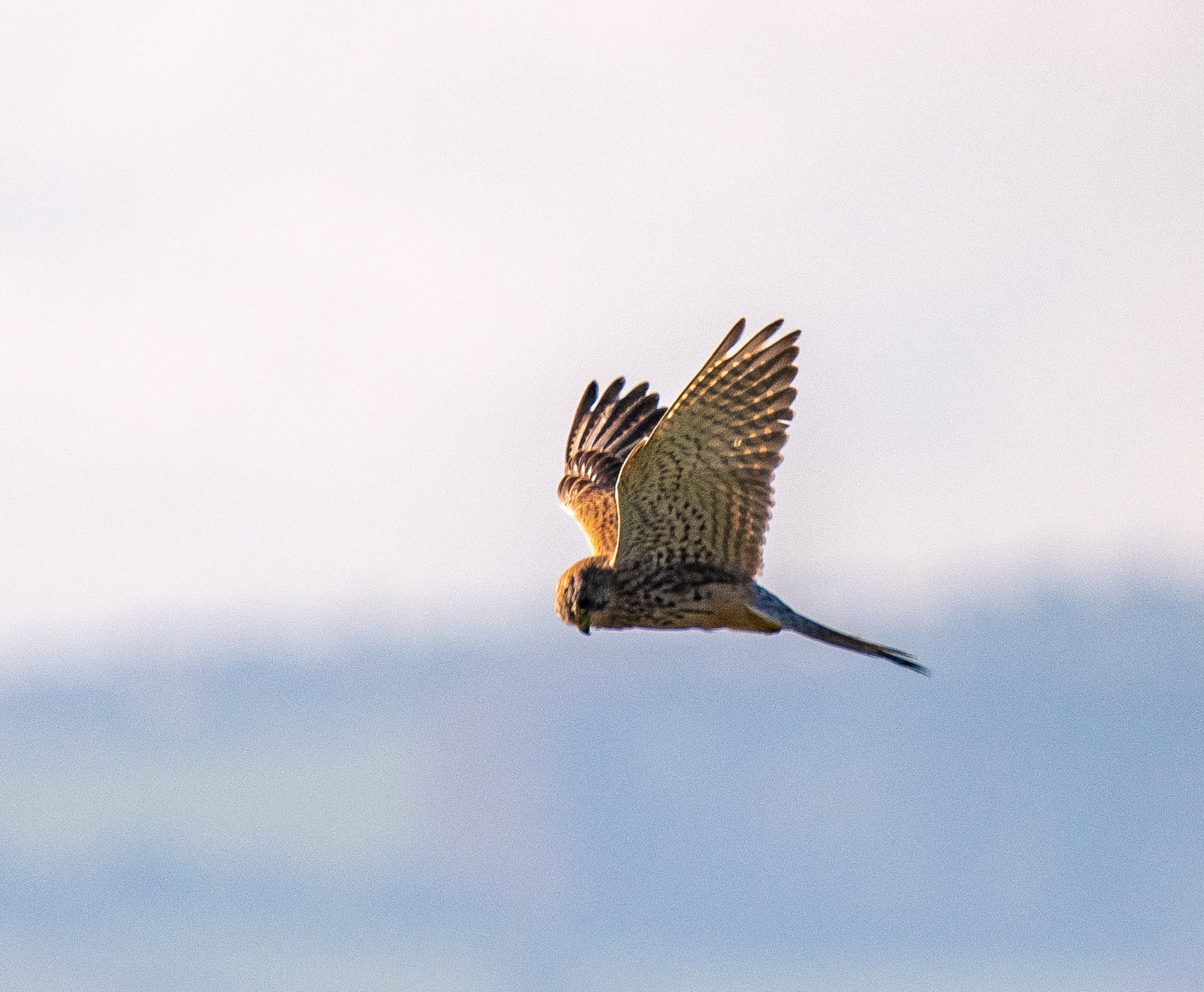 Kestrel