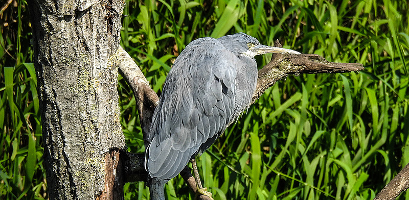 20190911 6169CPw [D~OH] Küstenreiher (Egretta gularis), Timmendorfer Strand