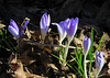 Crocus tommasinianus in the Urban Park of Pasing, Munich.