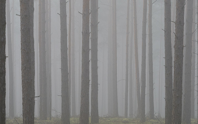 Kiefern im Morgennebel