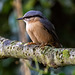 Nuthatch