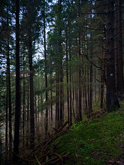 Blankenheim - Schaafbachtal