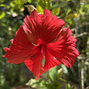 Hibiscus flower. Sunday flower.