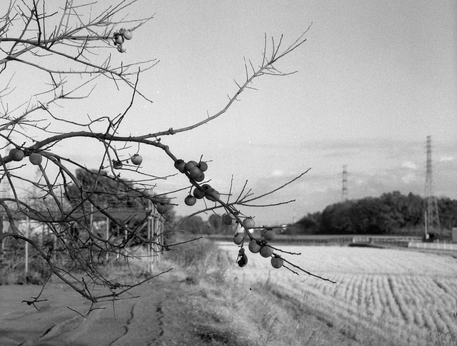 Persimmon fruits left on the bare branches