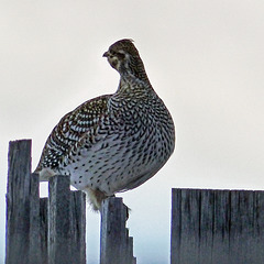 Sharp-tailed Grouse