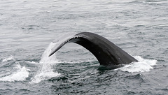 Whale watching nahe Telegraph Cove