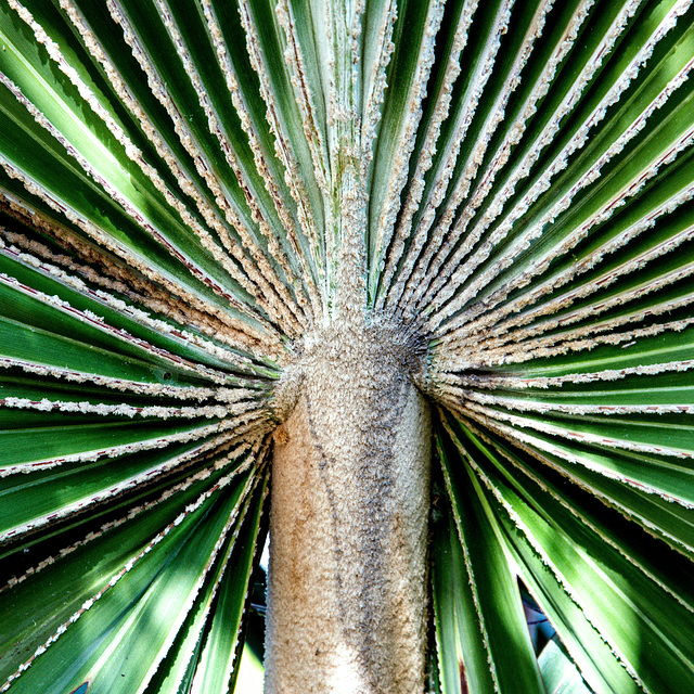 La Palma, Los Cancajos, Hacienda San Jorge