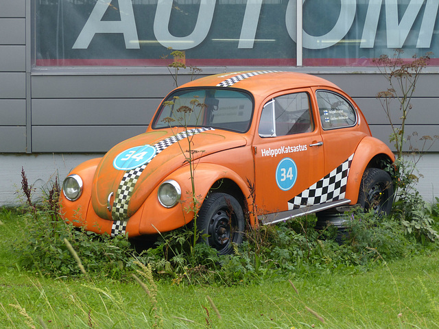 Beetles around Helsinki (18) - 9 August 2016