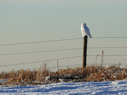 Snowy Owl along the fenceline