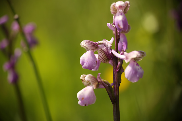 Green-veined Orchid