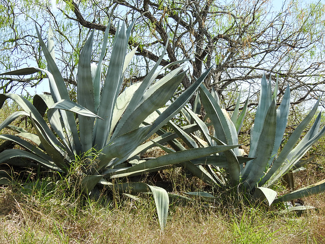 Day 4, cacti, Bishop City Park