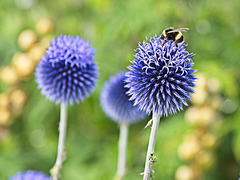 Bee on Globe Thistle